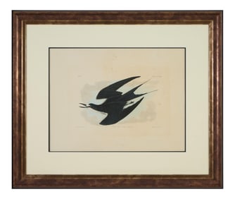 John James Audubon (American, 1781-1851), "Sooty Tern," from the Birds of America, no. 47, pl.