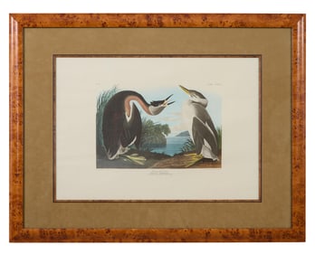 John James Audubon (American, 1781-1851), "Red-necked Grebe" from the Birds of America, no. 60, pl.