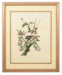 John James Audubon (American, 1785-1851), "Downy Woodpecker," from the Birds of America, no. 23, pl.: John James Audubon (American, 1785-1851), "Downy Woodpecker," from the Birds of America, no. 23, pl. CXII, 1971-1973, color lithograph on paper with "G Schut and Zonen" watermark, Amsterdam edition, 1