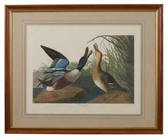John James Audubon (American, 1781-1851), "Shoveller Duck," from the Birds of America, no. 66, pl.