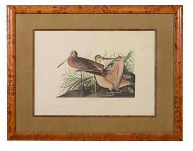 John James Audubon (American, 1781-1851), "Great Marbled Godwit," from the Birds of America, no. 48,: John James Audubon (American, 1781-1851), "Great Marbled Godwit," from the Birds of America, no. 48, pl. CCXXXVIII, 1971-1973, color lithograph on paper with "G Schut and Zonen" watermark, Amsterdam e
