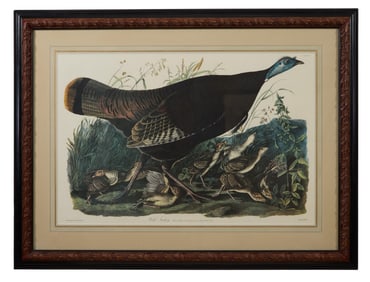 John James Audubon (American, 1781-1851), "Wild Turkey," from the Birds of America, pl. VI,