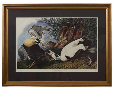 John James Audubon (American, 1781-1851), "Eider Duck," from the Birds of America, no. 50, pl.: John James Audubon (American, 1781-1851), "Eider Duck," from the Birds of America, no. 50, pl. CCXLVI, 1971-1973, color lithograph on paper with "G Schut and Zonen" watermark, Amsterdam edition,1971-1