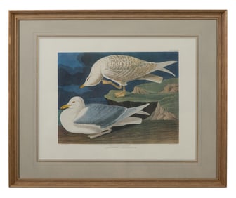 John James Audubon (American, 1781-1851), "White-winged Silvery Gull," from the Birds of America,