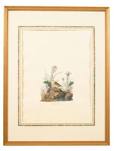 John James Audubon (American, 1781-1851), "Winged Sparrow," from the Birds of America, no. 26, pl.: John James Audubon (American, 1781-1851), "Winged Sparrow," from the Birds of America, no. 26, pl. CXXX, 1971-1973, color lithograph on paper with "G Schut and Zonen" watermark, Amsterdam edition,1971