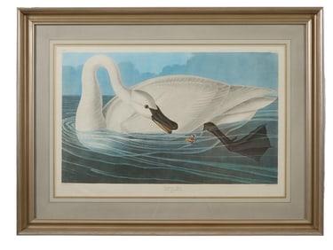 John James Audubon (American, 1781-1851), "Trumpeter Swan," from the Birds of America, no. 51, pl.