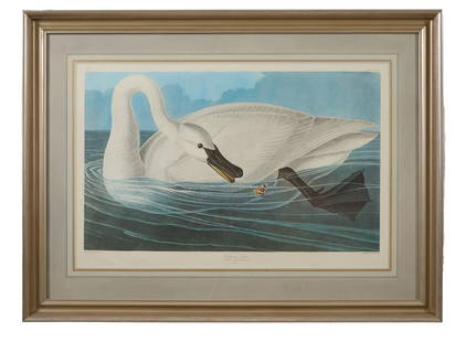 John James Audubon (American, 1781-1851), "Trumpeter Swan," from the Birds of America, no. 51, pl.: John James Audubon (American, 1781-1851), "Trumpeter Swan," from the Birds of America, no. 51, pl. CCLVI, 1971-1973, color lithograph on paper with "G Schut and Zonen" watermark, Amsterdam edition,197