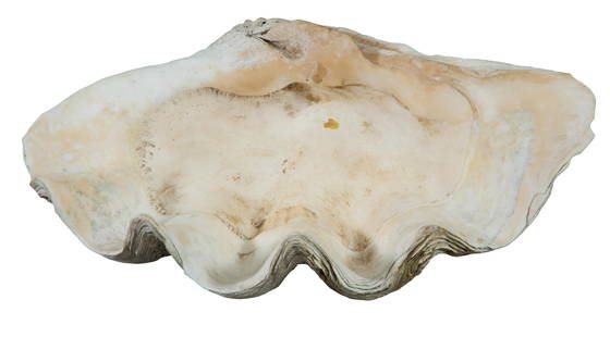 Medium 'Giant' Clam Shell Half, H.- 7 in., W.- 21 3/4 in., D.- 13 1/2 in.: Medium 'Giant' Clam Shell Half, H.- 7 in., W.- 21 3/4 in., D.- 13 1/2 in.
