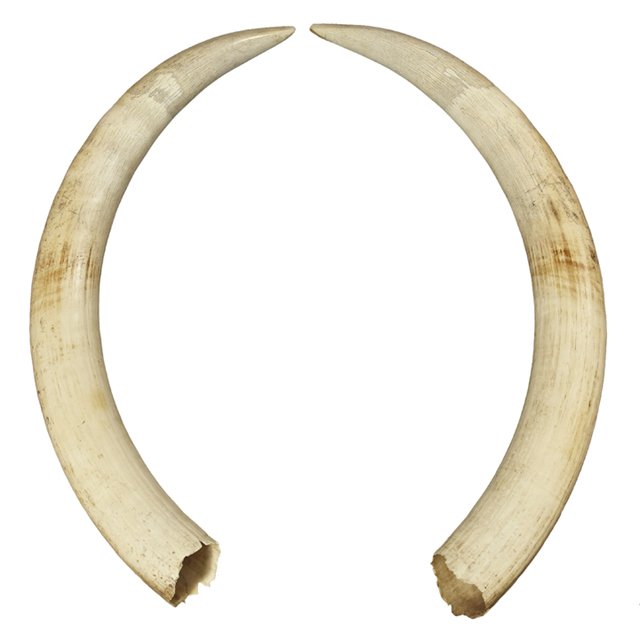 Pair of Large Elephant Ivory Tusks, mid 20th c., uncarv