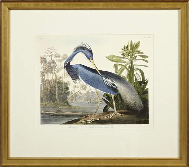 John James Audubon (1785-1851), "Louisiana Heron," #217: John James Audubon (1785-1851), "Louisiana Heron," #217, Amsterdam edition, framed, H.- 15 1/2 in., W.- 19 5/8 in.