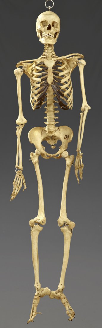 Articulated Human Skeleton, H.- 63 1/2 in.