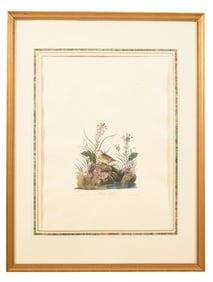 John James Audubon (American, 1781-1851), "Winged Sparrow," from the Birds of America, no. 26, pl.