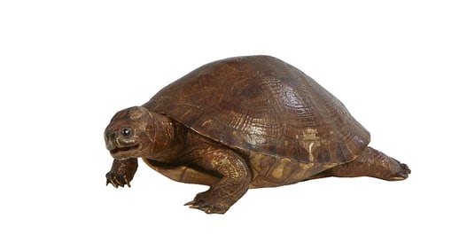 Taxidermized Box Turtle, 20th c., H.- 4 1/2 in., W.- 11 1/2 in., D.- 7 in.