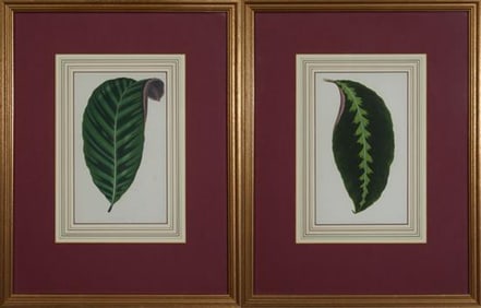 Continental School, "Maranta Warsawiczii," and "Calathea Zebrina," Each Sight- H.- 9 in., W.- 5 1/2