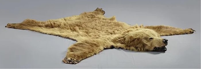 Bear Skin Rug, 20th c., H.- 9 in., W.- 84 in., D.- 89 in.