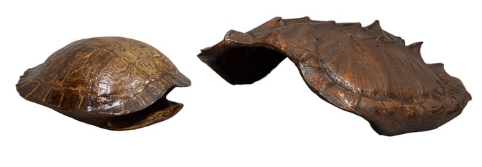 Two Louisiana Turtle Shells, 20th c., Snapping- H.- 6 in., W.- 14 in., D.- 18 in.; Box- H.- 5 1/2