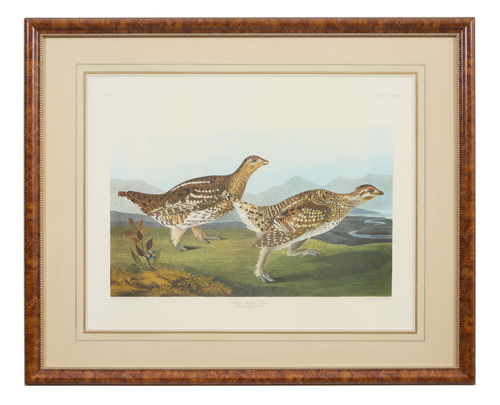 John James Audubon (American, 1781-1851), " Sharp-tailed Grouse," from the Birds of America, no. 77, (1 of 8)
