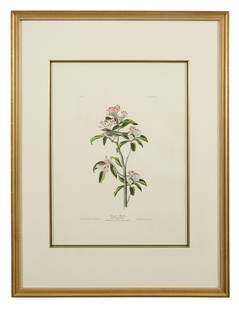 John James Audubon (American, 1781-1851), "Cuviers Regulus, " from the Birds of America, no. 11, pl.: John James Audubon (American, 1781-1851), "Cuviers Regulus, " from the Birds of America, no. 11, pl. LV, 1971-1973, color lithograph on paper with "G Schut and Zonen" watermark, Amsterdam edition, 197