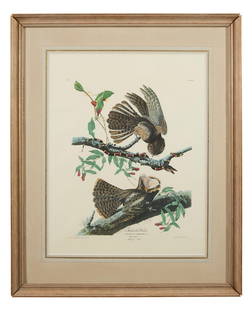 John James Audubon (American, 1781-1851), " Chuck-wills Widow," from the Birds of America, no. 11,: John James Audubon (American, 1781-1851), " Chuck-wills Widow," from the Birds of America, no. 11, pl. LII, 1971-1973, color lithograph on paper with "G Schut and Zonen" watermark, Amsterdam edition,
