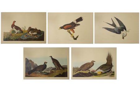 After John James Audubon (American, 1785-1851), Group of Five Color Plates from The Birds of