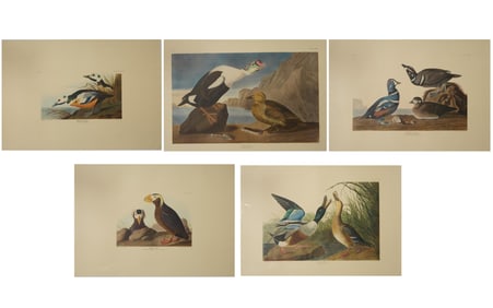 After John James Audubon (American, 1785-1851), Group of Five Color Plates from The Birds of