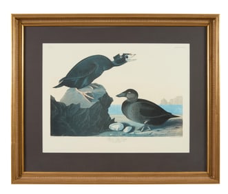 John James Audubon (American, 1781-1851), "Black or Surf Duck," from the Birds of America, no. 64,