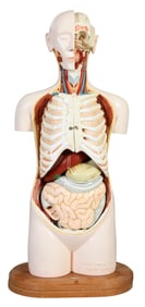 Vintage Medical Anatomy Model, 20th c., Overall- H.- 33 in., W.- 14 in., D.- 11 in.
