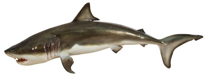 Taxidermy Shark, 20th c., H.- 25 in., W.- 76 in., D.- 23 in.