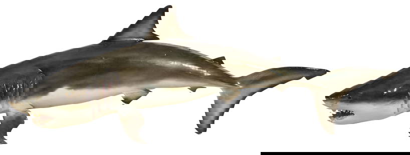 Taxidermy Shark, 20th c., H.- 25 in., W.- 76 in., D.- 23 in.: Taxidermy Shark, 20th c., a specimen of a young Bull Shark, in a naturalistic pose, with a low gloss finish, having embedded hardware on dorsal side for hanging purposes, H.- 25 in., W.- 76 in., D.- 2