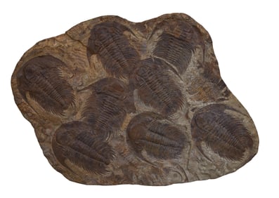 Giant Trilobite Fossil, Middle Cambrian Period, H.- 36 in., W.- 54 in.