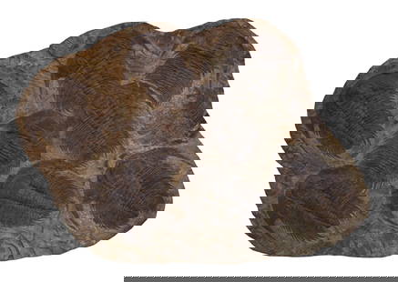 Giant Trilobite Fossil, Middle Cambrian Period, H.- 36 in., W.- 54 in.: Giant Trilobite Fossil, Middle Cambrian Period, a troop of eight Trilobites, most likely of the genus Paradoxides, preserved and presented in an irregular slab of shale, H.- 36 in., W.- 54 in.