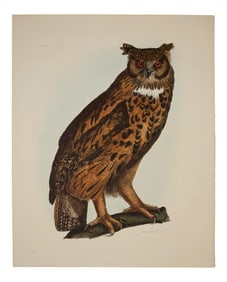 Prideaux John Selby (British, 1788-1867), "Great Eared Owl," pl. XIX, from Illustrations of British