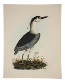 Prideaux John Selby (British, 1788-1867), "Night Heron," pl. VII, from Illustrations of British