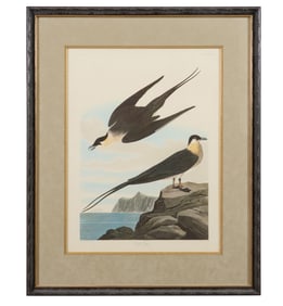 John James Audubon (American, 1781-1851), "Arctic Yaser," from the Birds of America, no. 54, pl.