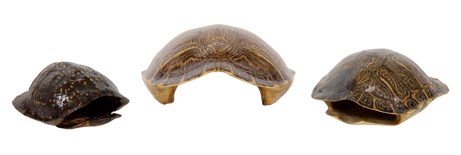 Group of Three Turtle Shells, 20th c., Largest- H.- 4 3/4 in., W.- 12 in., D.- 9 1/4 in. (3 Pcs.): Group of Three Turtle Shells, 20th c., two examples of red-eared or yellow-bellied sliders, one specimen from a box turtle species, all with protective lacquered coating, Largest- H.- 4 3/4 in., W.- 1