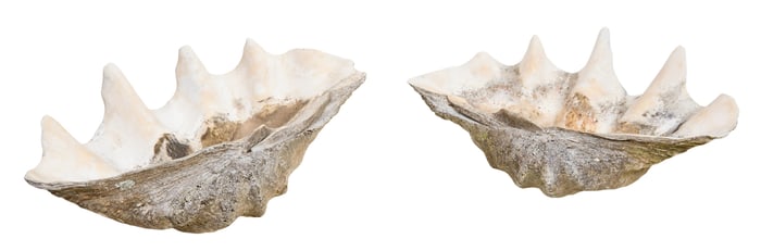 Two Giant Clam Shells, 20th c., Each- H.- 9 in., W.- 22 in., D.- 14 in. (2 Pcs.)