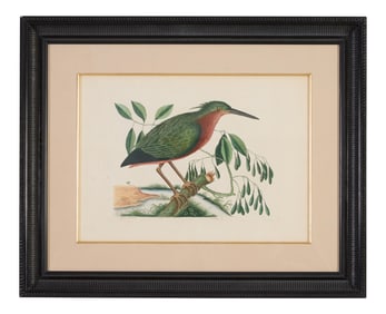 Mark Catesby (British, 1683-1749), "Small Bittern with White Ash," pl. 80, from The Natural History
