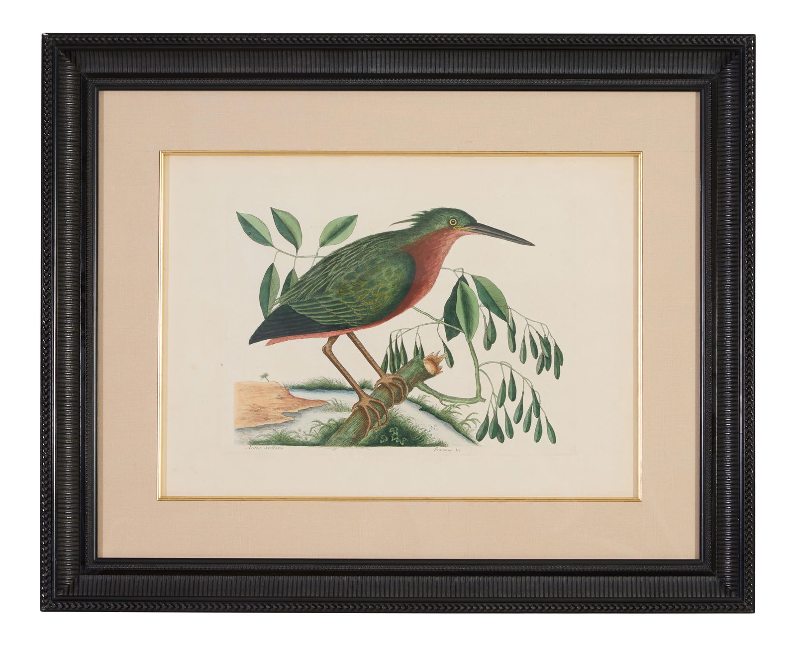 Mark Catesby (British, 1683-1749), "Small Bittern with White Ash," pl. 80, from The Natural History: Mark Catesby (British, 1683-1749), "Small Bittern with White Ash," pl. 80, from The Natural History of Carolina, Florida and the Bahama Islands, 2nd edition (1754), hand-colored engraving on laid pape