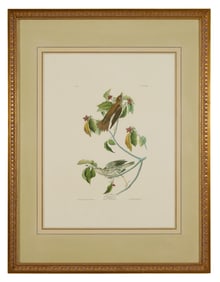 John James Audubon (American, 1781-1851), "Wood Thrush," from the Birds of America, no. 15, pl.
