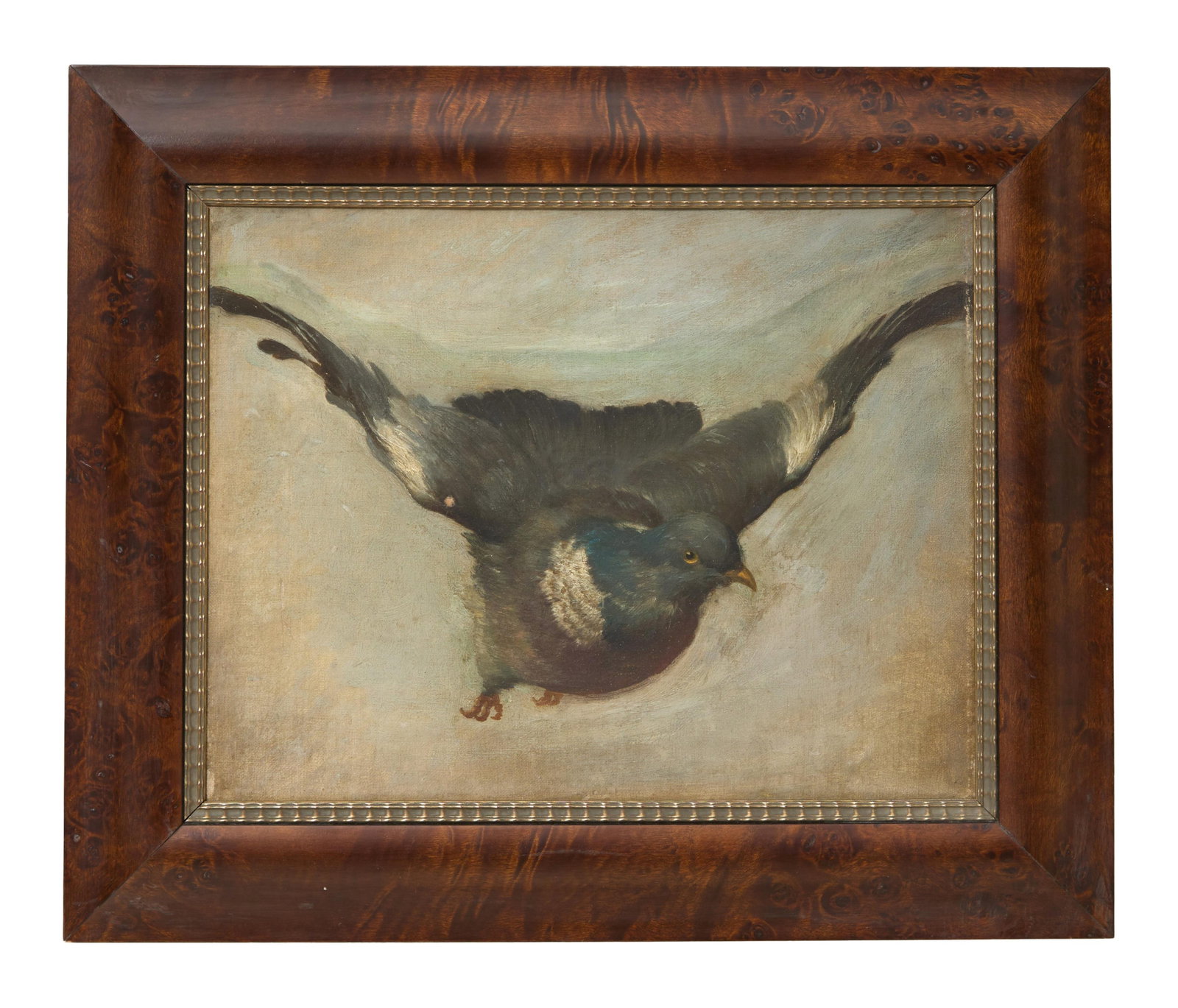 American School (19th/20th Century), "Pigeon in Flight," Sight- H.- 10 3/4 in., W.- 13 3/4 in.,: American School (19th/20th Century), "Pigeon in Flight," oil on canvas, unsigned, recently professionally framed, presented in a faux burlwood composite frame, Sight- H.- 10 3/4 in., W.- 13 3/4 in., F