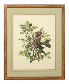 John James Audubon (American, 1781-1851), "Ground Dove," from the Birds of America, no. 37, pl.