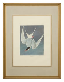 John James Audubon (American, 1781-1851), "Great Tern," from the Birds of America, no. 62, pl.