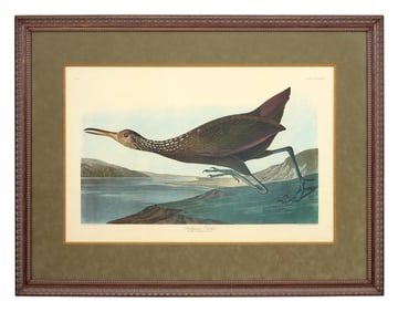 John James Audubon (American, 1781-1851), "Scolopaceus Courlan," from the Birds of America, no. 76,