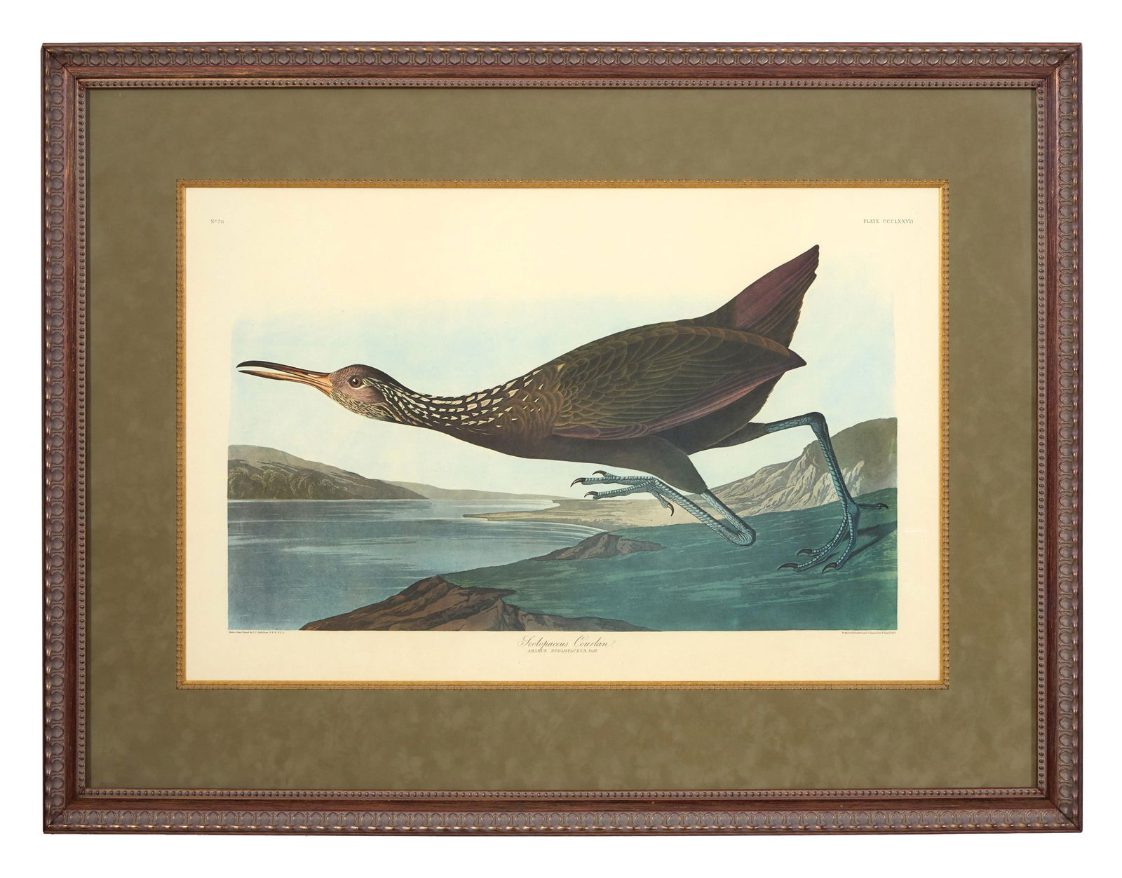 John James Audubon (American, 1781-1851), "Scolopaceus Courlan," from the Birds of America, no. 76,: John James Audubon (American, 1781-1851), "Scolopaceus Courlan," from the Birds of America, no. 76, pl. CCCLXXVII, 1971-1973, color lithograph on paper with "G Schut and Zonen" watermark, Amsterdam ed