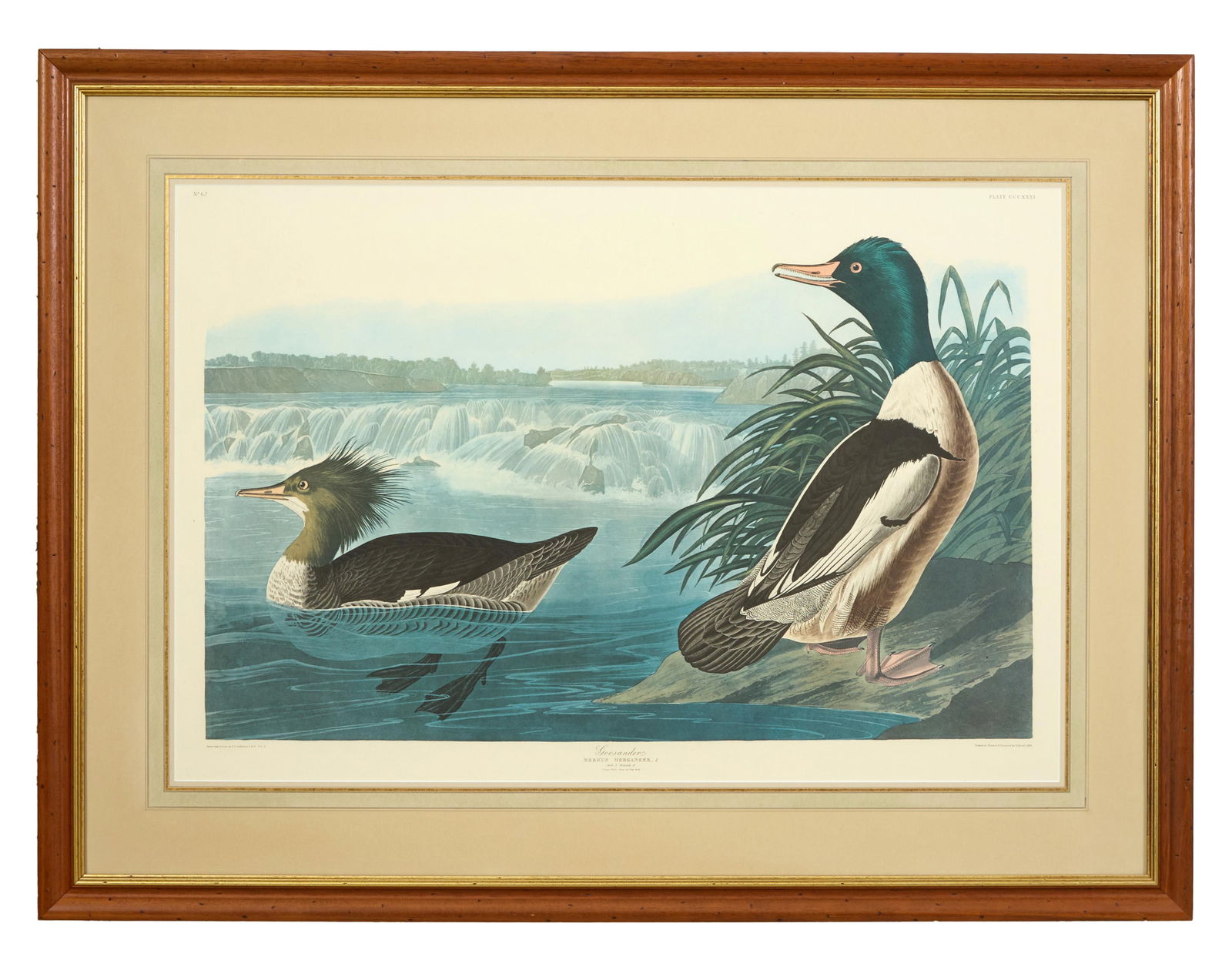 John James Audubon (American, 1781-1851), "Goosander," from the Birds of America, no. 67, pl. (1 of 6)