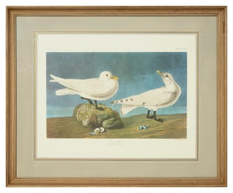 John James Audubon (American, 1781-1851), "Ivory Gull," from The Birds of America, no. 58, pl.