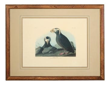John James Audubon (American, 1781-1851), "Tuften Auk," from the Birds of America, no. 50, pl.