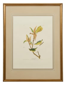 John James Audubon (American, 1781-1851), "Kentucky Warbler," from the Birds of America, no. 8, pl.