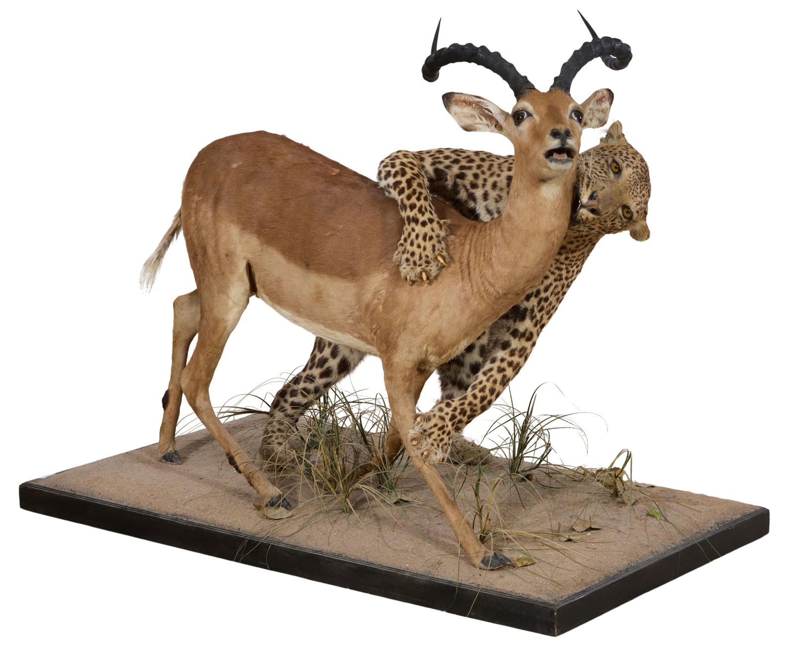 Leopard Pouncing on a Gazelle Diorama Taxidermy Mount, 20th c., H.- 43 in., W.- 54 1/2 in., D.- 31: Leopard Pouncing on a Gazelle Diorama Taxidermy Mount, 20th c., the life size leopard in stride attacking a gazelle, naturalistic base, H.- 43 in., W.- 54 1/2 in., D.- 31 1/2 in.