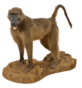 Baboon Diorama Taxidermy Mount, 20th c., H.- 33 in., W.- 42 in., D.- 22 in.